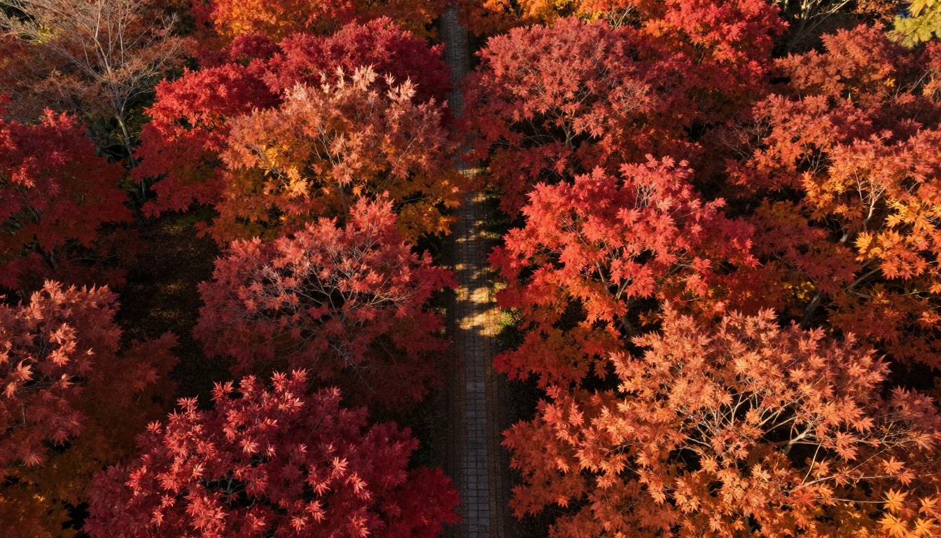 Aerial drone shot of Japanese maple forest in peak autumn, crimson and amber, DJI Mavic 3 Pro Aerial drone shot of Japanese maple forest in peak autumn, crimson and amber, DJI Mavic 3 Pro